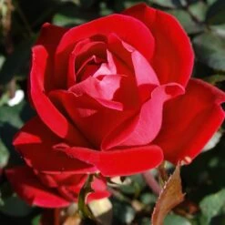 Double Knock Out® Rose -Green Plant Store Red knockout rose 7 FGT