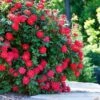 Double Knock Out® Rose 2 Double Knock Out® Rose -Green Plant Store Red knockout rose FGT 600x600 10964f71 3bde 40ac 87ee b7ac043a9383