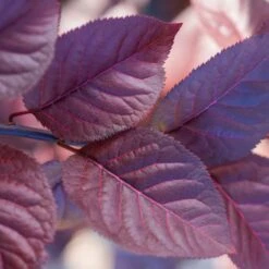 Purple Plunge Weeping Plum Tree -Green Plant Store Redbud Purple Plunge 2 b8894708 2bb9 4f3e 8d30 7b3eeb931914