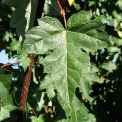 Redpointe® Maple -Green Plant Store Redpointe Maple 2