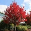 Redpointe® Maple -Green Plant Store Redpointe Maple 600x600 2