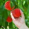 Redskin Peach Tree -Green Plant Store Redskin Peach Tree FGT 600x600 3c7c3ae4 1db7 4170 96d5 babcc1411ea3