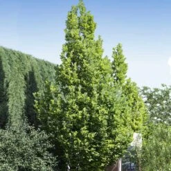 Regal Prince Oak Tree 8 Regal Prince Oak Tree -Green Plant Store Regal Prince Oak 1