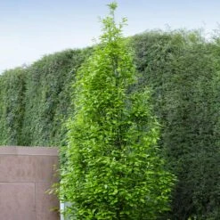 Regal Prince Oak Tree 9 Regal Prince Oak Tree -Green Plant Store Regal Prince Oak 3