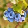 Reveille Blueberry Bush -Green Plant Store Reville Blueberry 600x600 8060a79d 83ac 446b 8626 45e4229f1e3b