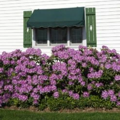 Lavender Rhododendron Shrub -Green Plant Store Rhododendron Lavender 2 FGT