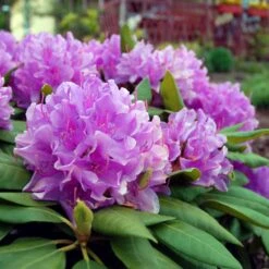 Lavender Rhododendron Shrub -Green Plant Store Rhododendron Lavender 3 FGT