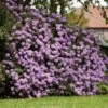 Lavender Rhododendron Shrub 1 Lavender Rhododendron Shrub -Green Plant Store Rhododendron Lavender FGT 600x600 9d084bfd 402e 4a14 904d c3667851a20a