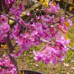 The Rising Sun™ Eastern Redbud Tree -Green Plant Store Rising Sun Redbud 6