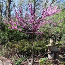 The Rising Sun™ Eastern Redbud Tree -Green Plant Store Rising Sun Redbud 7