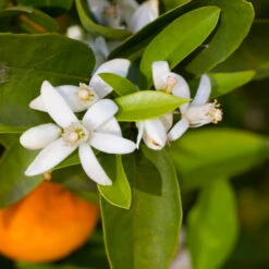 Robertson Navel Orange 10 Robertson Navel Orange -Green Plant Store Robertson Navel Orange 1