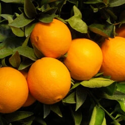 Robertson Navel Orange 9 Robertson Navel Orange -Green Plant Store Robertson Navel Orange 2