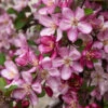 Robinson Crabapple Tree -Green Plant Store Robinson Crabapple FGT 600x600 f41f8dc6 3a60 4b84 85d7 af52ec68deaa