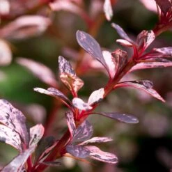 Rose Glow Barberry Shrub 8 Rose Glow Barberry Shrub -Green Plant Store Rose GLow Barberry 1 FGT