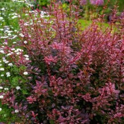 Rose Glow Barberry Shrub 9 Rose Glow Barberry Shrub -Green Plant Store Rose GLow Barberry 3 FGT