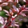 Rose Glow Barberry Shrub -Green Plant Store Rose GLow Barberry FGT 600x600 fce267bf 276b 4fd5 bc60 84261762ad55