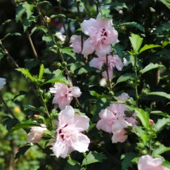 Pink Rose Of Sharon Althea Tree 7 Pink Rose Of Sharon Althea Tree -Green Plant Store Rose of Sharon Althea 3 FGT
