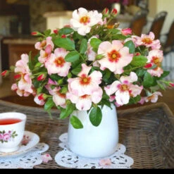 Raspberry Kiss™ Rose Tree -Green Plant Store Rosemarry Kiss Rose tree 1