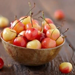 Royal Ann Cherry Tree -Green Plant Store Royal Ann CHerry Tree 1 FGT