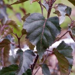 Royal Frost® Birch Tree -Green Plant Store Royal Frost Birch 2 FGT