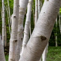 Royal Frost® Birch Tree -Green Plant Store Royal Frost Birch 3 FGT