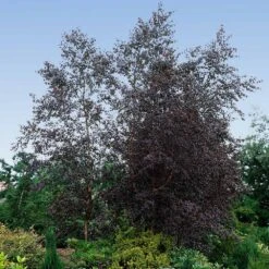 Royal Frost® Birch Tree -Green Plant Store Royal Frost Birch 4 FGT