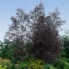 Royal Frost® Birch Tree -Green Plant Store Royal Frost Birch FGT 600x600 85f9d1e8 5ce1 44e0 9763 373ec09b9b60