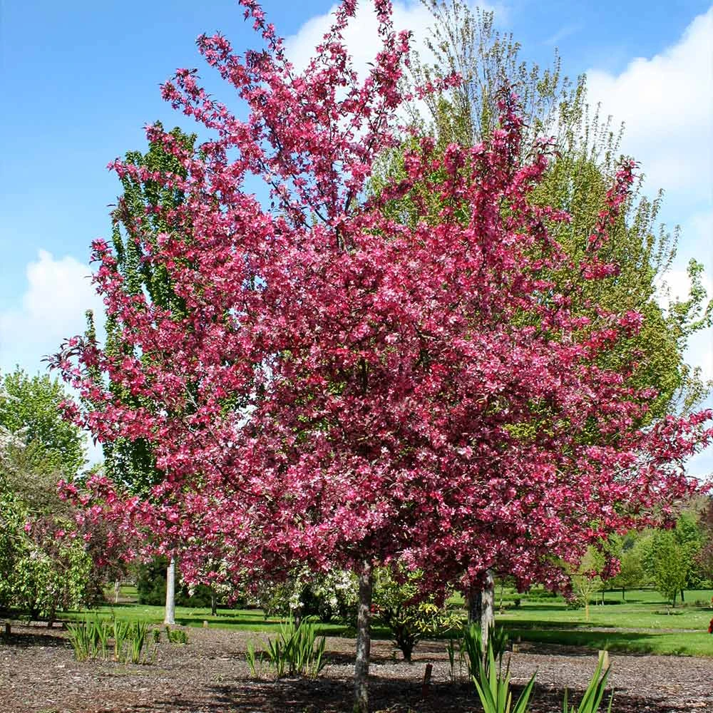 Royal Raindrops® Crabapple Tree 6 Royal Raindrops® Crabapple Tree - Image 4