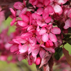 Royal Raindrops® Crabapple Tree 12 Royal Raindrops® Crabapple Tree -Green Plant Store Royal Raindrops Crabapple 3