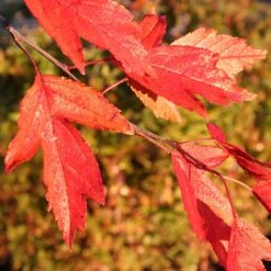 Royal Raindrops® Crabapple Tree 13 Royal Raindrops® Crabapple Tree -Green Plant Store Royal Raindrops Crabapple 4