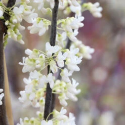 Royal White Redbud Tree 11 Royal White Redbud Tree -Green Plant Store Royal White Redbud 5 FGT