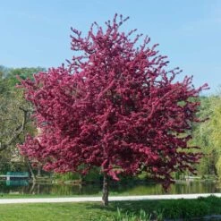 Royalty Crabapple Tree -Green Plant Store Royalty Crabapple 5 BB