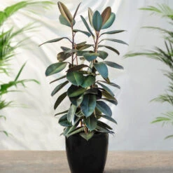 Air-Purifying House Plant Kit -Green Plant Store Rubber Tree FGT 41d06897 7e64 4438 9d3a fd7a33808734