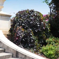 Ruby Falls Redbud Tree -Green Plant Store Ruby Falls Redbud 8