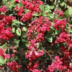 Ruby Prince™ Emerald Empire® Crape Myrtle Tree -Green Plant Store Ruby Prince Crape Myrtle 1