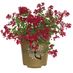 Ruby Prince™ Emerald Empire® Crape Myrtle Tree -Green Plant Store Ruby Prince Crape Myrtle 2