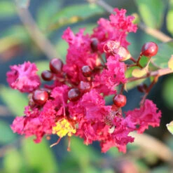 Ruby Prince™ Emerald Empire® Crape Myrtle Tree -Green Plant Store Ruby Prince Crape Myrtle 3