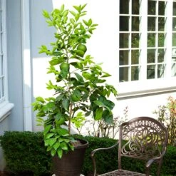 Ruby Red Grapefruit Tree 11 Ruby Red Grapefruit Tree -Green Plant Store Ruby Red Grapefruit 8