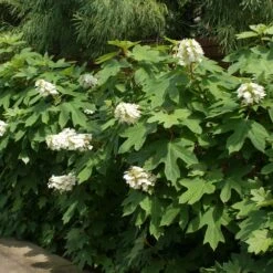 Ruby Slippers Hydrangea Shrub -Green Plant Store Ruby Slippers Hydrangea 2