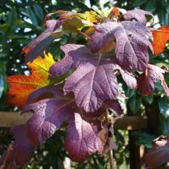 Ruby Slippers Hydrangea Shrub -Green Plant Store Ruby Slippers Hydrangea 3