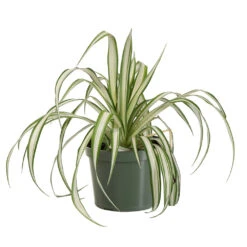Spider Plant -Green Plant Store SPI PLA1