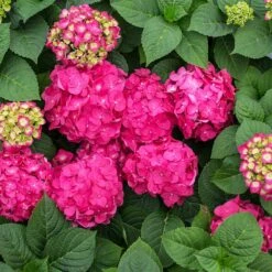 Endless Summer® Summer Crush® Hydrangea 12 Endless Summer® Summer Crush® Hydrangea -Green Plant Store SUmmer Crush Endless SUmmer Hydrangea 11 FGT