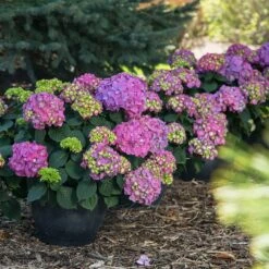 Endless Summer® Summer Crush® Hydrangea 11 Endless Summer® Summer Crush® Hydrangea -Green Plant Store SUmmer Crush Endless SUmmer Hydrangea 9 FGT