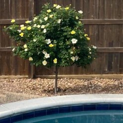 Sunny Knock Out® Rose Tree 8 Sunny Knock Out® Rose Tree -Green Plant Store SUnny knockout Rose Tree 3