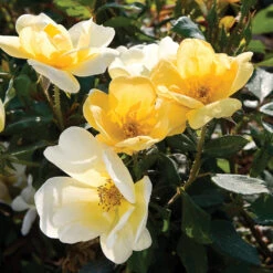 Sunny Knock Out® Rose Tree 9 Sunny Knock Out® Rose Tree -Green Plant Store SUnny knockout Rose Tree 4 FGT