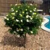 Sunny Knock Out® Rose Tree -Green Plant Store SUnny knockout Rose Tree FGT 600x600 e7cea815 3cdf 4b5d 992e 2a43e91401b3