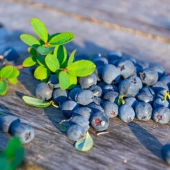 Sunshine Blue Blueberry Bush -Green Plant Store SUnshine BLue Blueberry 1