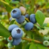 Sunshine Blue Blueberry Bush -Green Plant Store SUnshine BLue Blueberry 600x600 098e1864 ee66 427c 8dcd c9654f9f3607