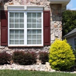 Sunshine Ligustrum Shrub 11 Sunshine Ligustrum Shrub -Green Plant Store SUnshine Ligustrum 5