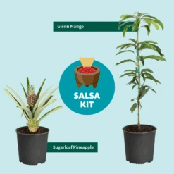 Salsa Kit 10 Salsa Kit -Green Plant Store SalsaKitGraphic